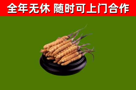 黎平烟酒回收冬虫夏草.jpg